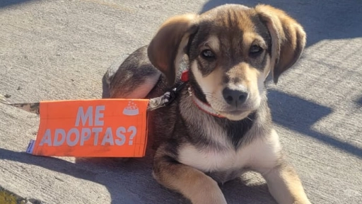 Más de 4 millones de animales abandonados: Impulsan jornada de adopción