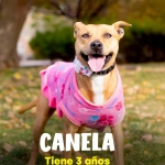 Perritos rescatados de explosión en Renca buscan hogar en Expo Mascotas & Animales