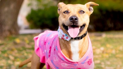 Perritos rescatados de explosión en Renca buscan hogar en Expo Mascotas & Animales
