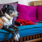 Multivitamínico para fortalecer las defensas de perros de edad avanzada