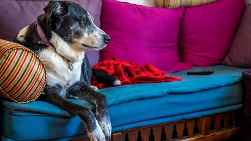 Multivitamínico para fortalecer las defensas de perros de edad avanzada
