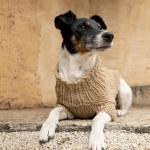 ¿Abrigar o no abrigar a los animales en invierno? Mitos y recomendaciones para enfrentar el frío