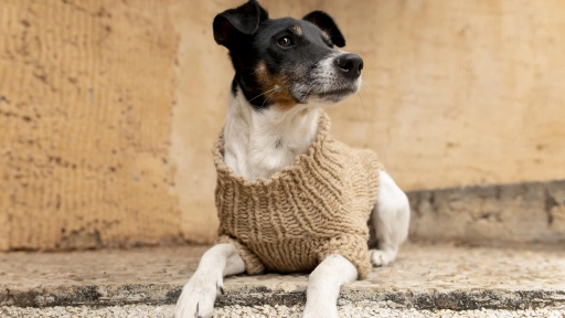 ¿Abrigar o no abrigar a los animales en invierno? Mitos y recomendaciones para enfrentar el frío
