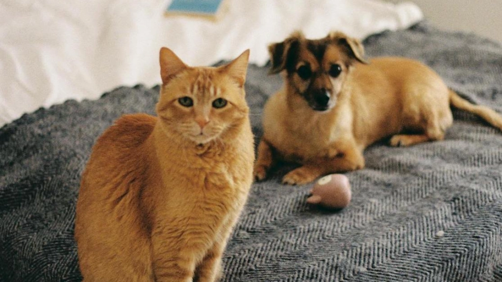 Perro y gato, Alinaskazka en Pexels