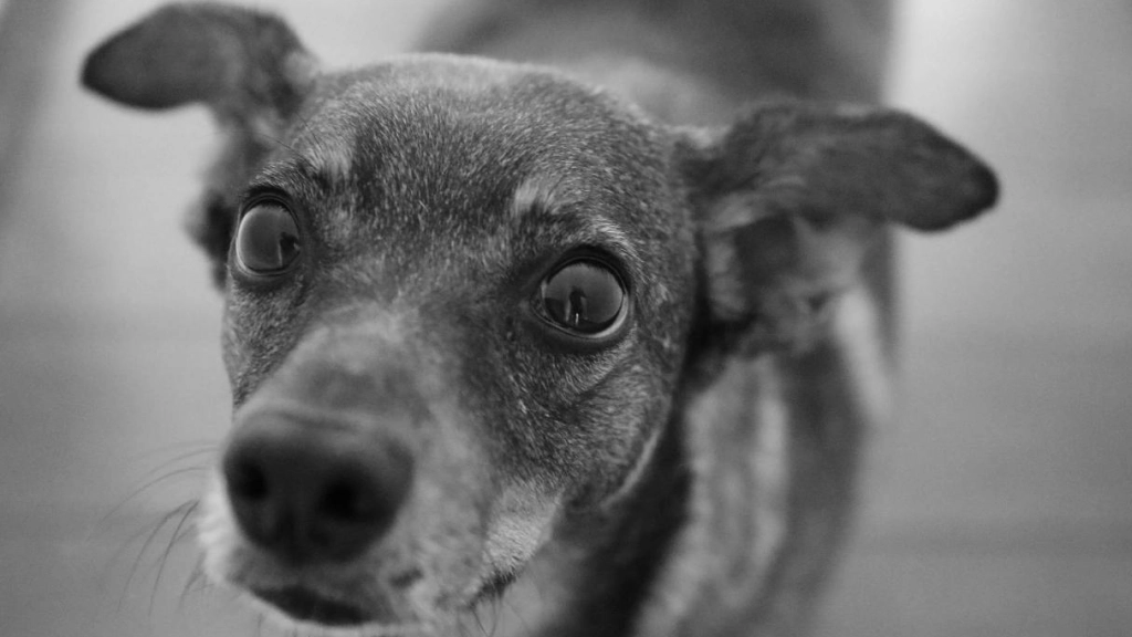 Perro, Alex Sandro en Pexels