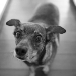Nueva fórmula chilena para perros incorpora uno de los antioxidantes más potentes del mundo