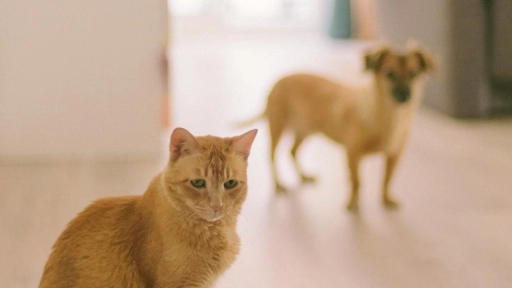 Innovación chilena para animales: Tres emprendimientos chilenos que están revolucionando el bienestar animal en el mundo