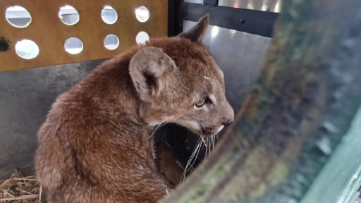 SAG captura puma que merodeaba en sector poblado de Paine y evalúa su reinserción en la naturaleza