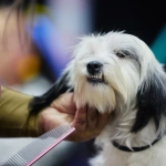 Expo Mascotas & Animales potenciará negocios del sector en Chile en medio de fuerte auge