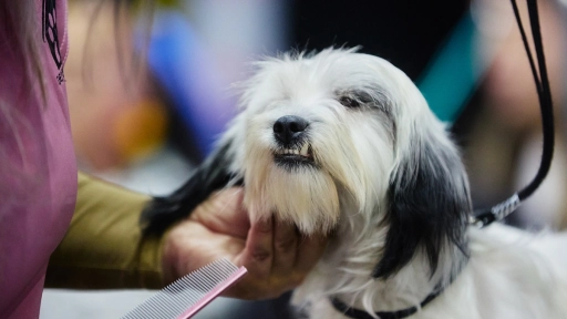 Expo Mascotas & Animales potenciará negocios del sector en Chile en medio de fuerte auge