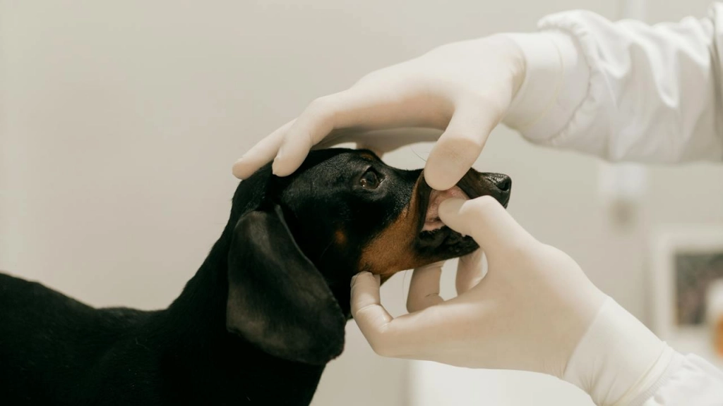 Perro en el veterinario, Rebornfilmes en Pexels