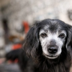 Los perros viven más que nunca: cómo adaptar su alimentación para una vejez saludable