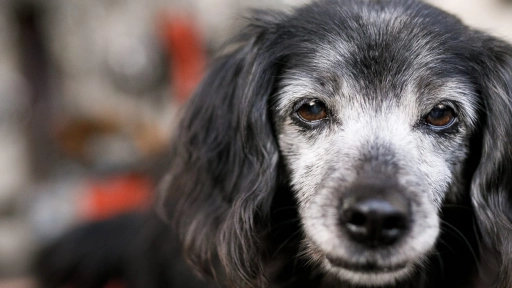 Los perros viven más que nunca: cómo adaptar su alimentación para una vejez saludable