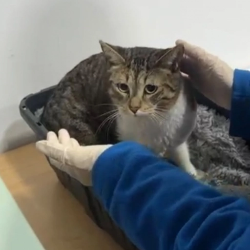 Gatito / Difusión