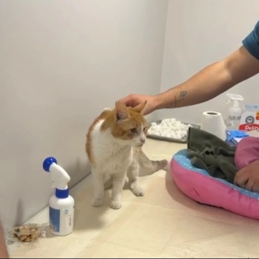 Gatito / Difusión