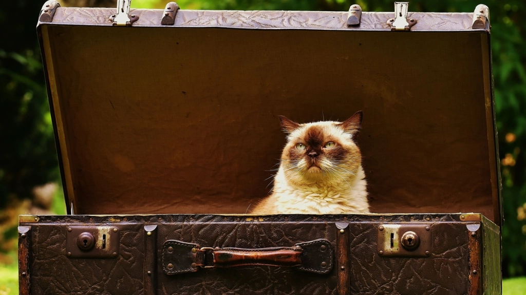 Vacaciones gato, Pexels