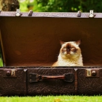 Vacaciones de invierno y viajes ¿Cómo mitigar el desapego de nuestros animales?