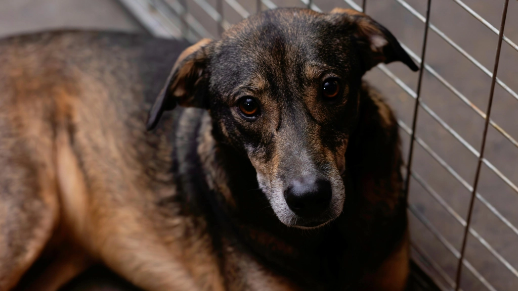 Jornada de adopción, SuperZoo