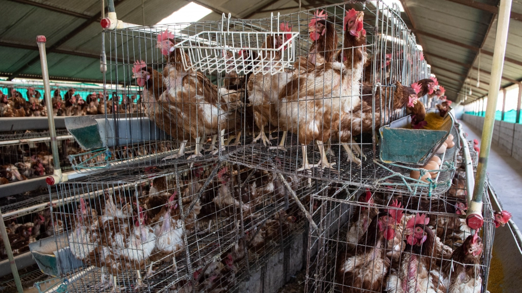 Gallinas, Compromiso Verde