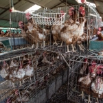 ¿Sabías que el antibiótico que necesitas podría no funcionar por culpa de la industria avícola?