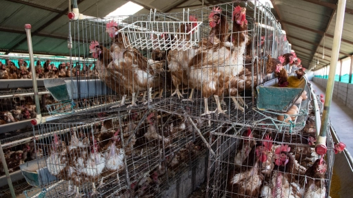¿Sabías que el antibiótico que necesitas podría no funcionar por culpa de la industria avícola?