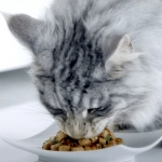 Perros y gatos: Por qué el alimento húmedo es bueno para ellos