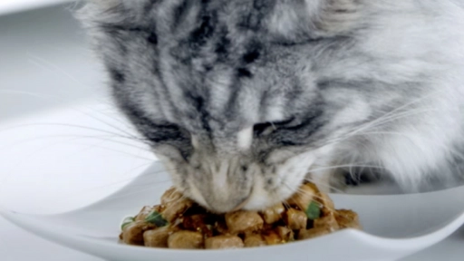 Perros y gatos: Por qué el alimento húmedo es bueno para ellos