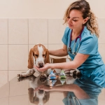 La Unión Europea avanza en el bienestar animal ¿Y Chile?