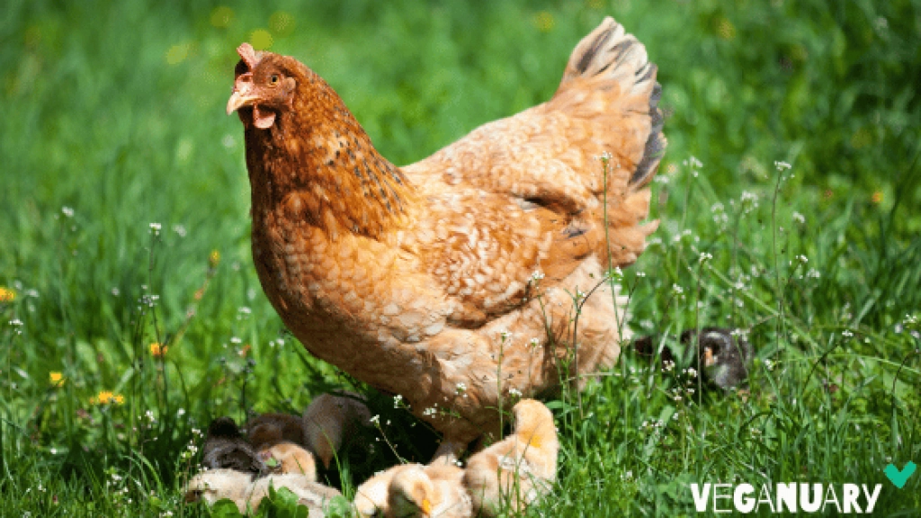 Gallina, Veganuary