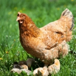Tres razones por las que el pollo no es tan sano ni sostenible como parece