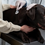 Tos de las perreras: Puede que la tos de tu perro no sea un resfrío común