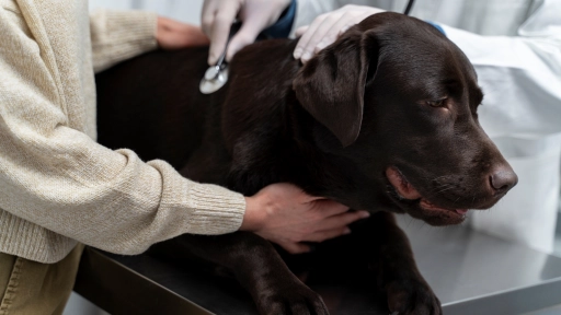 Tos de las perreras: Puede que la tos de tu perro no sea un resfrío común