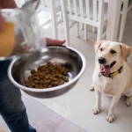 Cómo adelgazar al perro con su comida de siempre