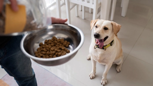 Cómo adelgazar al perro con su comida de siempre