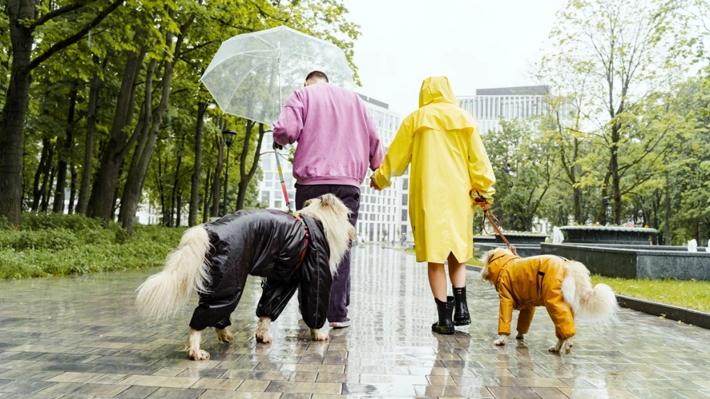 Paseo perros, Pexels