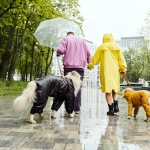 Lluvia y animales ¿Es conveniente suspender los paseos?