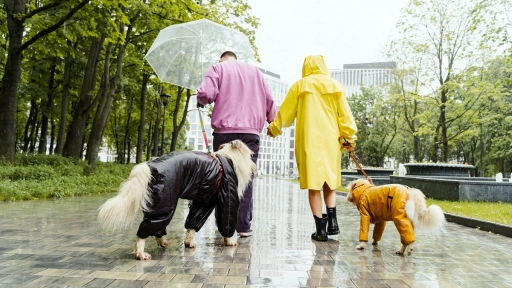 Lluvia y animales ¿Es conveniente suspender los paseos?