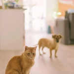 Perros y gatos: Probióticos para tratar problemas digestivos
