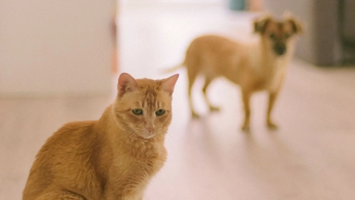 Perros y gatos: Probióticos para tratar problemas digestivos