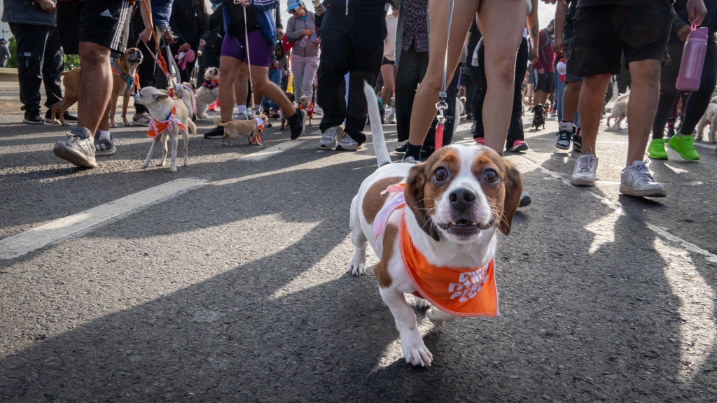 Corrida perruna, Difusión