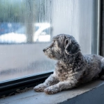 Lluvias y animales: Cuidados para protegerlas durante los días más húmedos del invierno