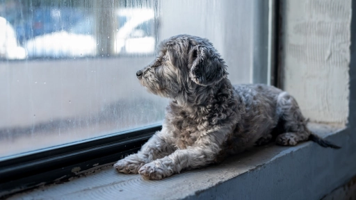 Lluvias y animales: Cuidados para protegerlas durante los días más húmedos del invierno