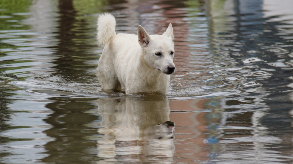 Perro inundación, UNAB