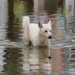 Perros y gatos: Cómo protegerlos antes del temporal