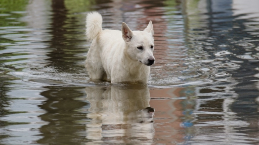 Perros y gatos: Cómo protegerlos antes del temporal