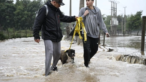 Sistema frontal: Colmevet llama a proteger a los animales ante la emergencia en 10 regiones del país