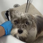 Estación Central inaugura peluquería canina municipal