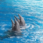 Día Mundial de los Delfines en Cautiverio: una práctica cuestionada por la ciencia que persiste en América Latina