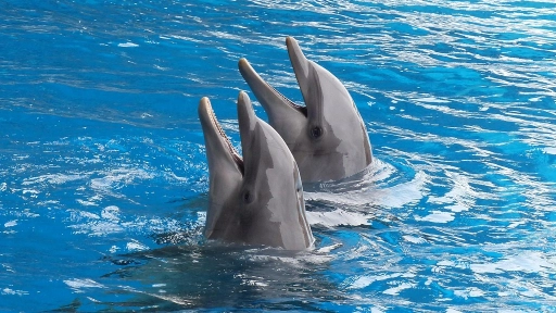Día Mundial de los Delfines en Cautiverio: una práctica cuestionada por la ciencia que persiste en América Latina
