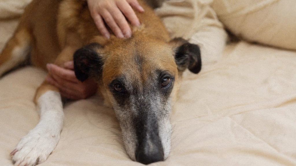 Dermatitis en perros, Difusión